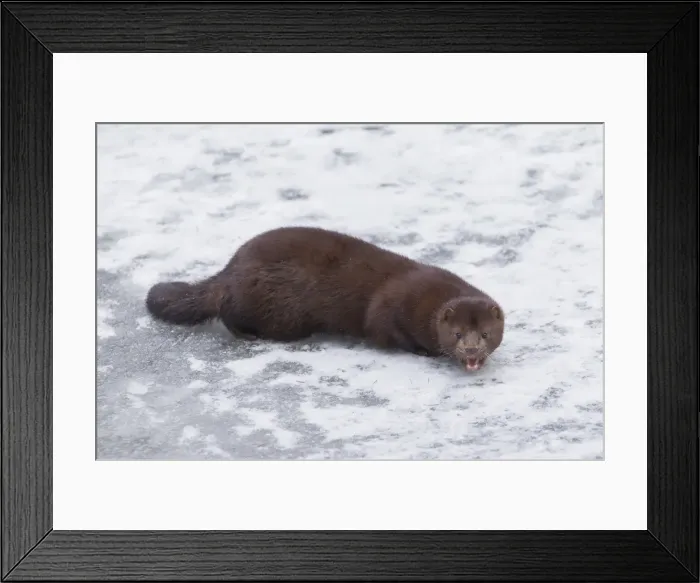 Framed Print : Picture No. 11993053 Framed Print : Picture No. 11993053
