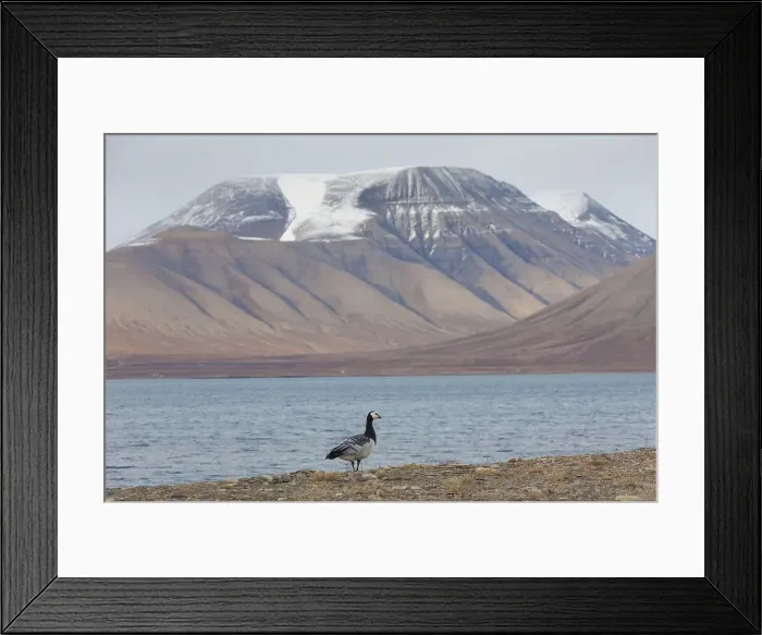 Framed Print : Picture No. 11993054 Framed Print : Picture No. 11993054