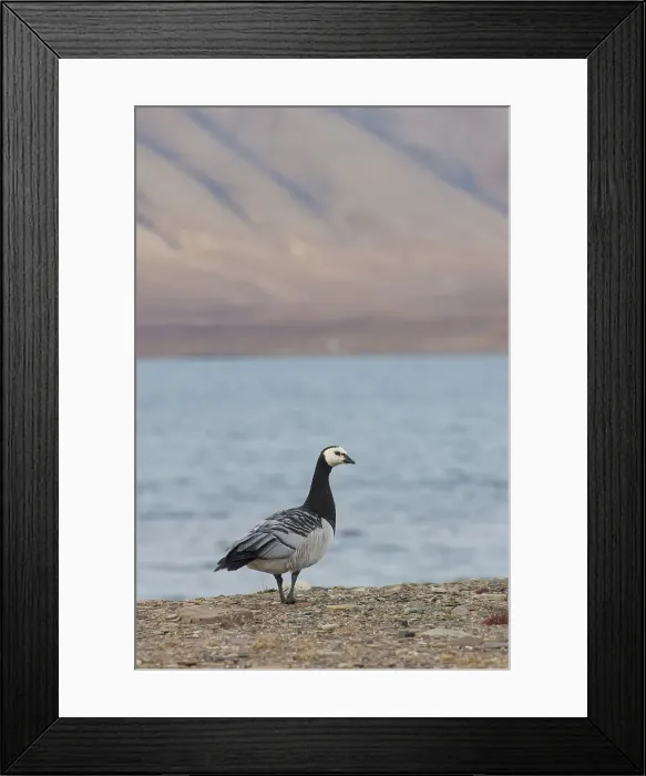 Framed Print : Picture No. 11993055 Framed Print : Picture No. 11993055