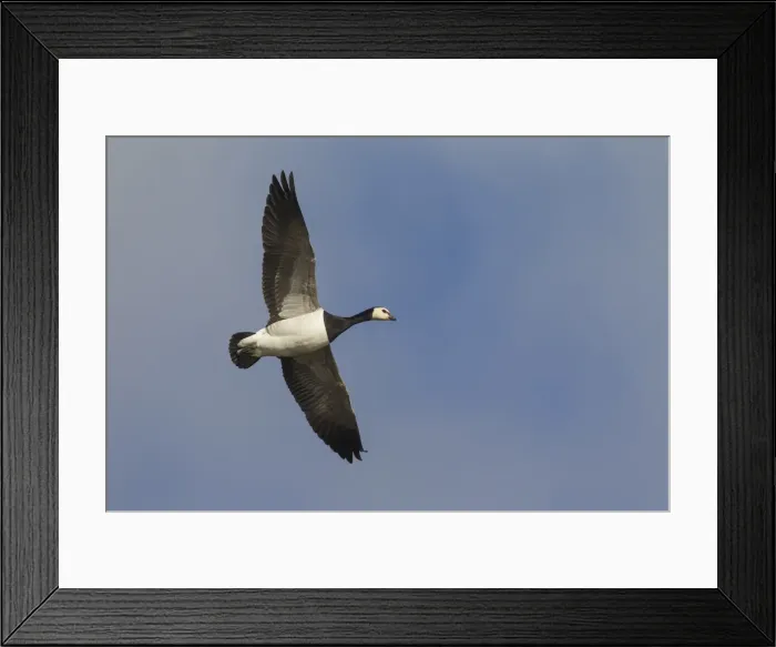 Framed Print : Picture No. 11993056 Framed Print : Picture No. 11993056