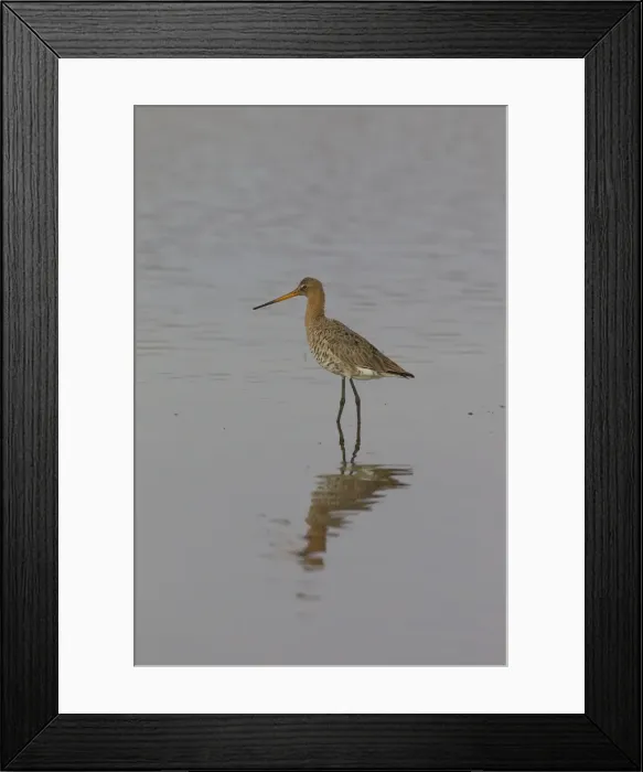 Framed Print : Picture No. 11993057 Framed Print : Picture No. 11993057