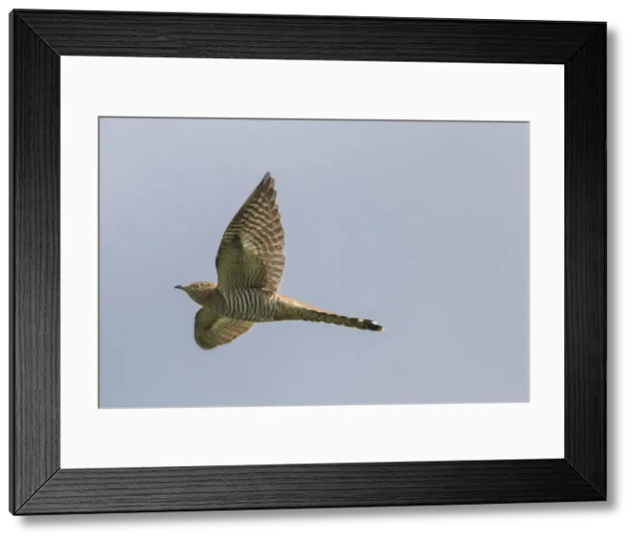 Framed Print : Picture No. 11993060 Framed Print : Picture No. 11993060
