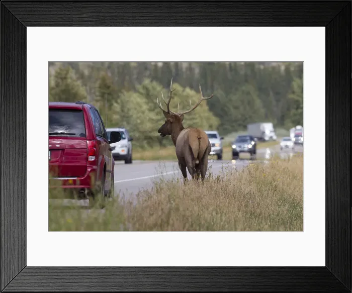 Framed Print : Picture No. 11993061 Framed Print : Picture No. 11993061