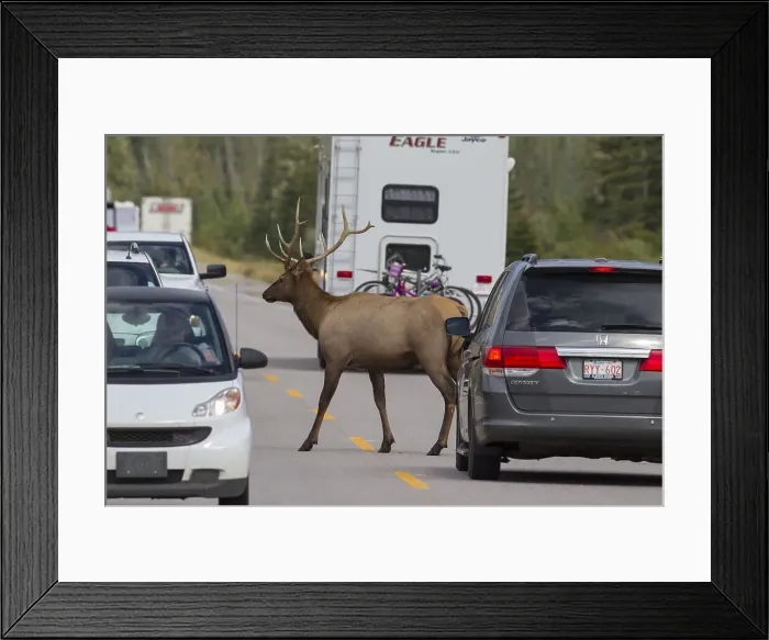 Framed Print : Picture No. 11993062 Framed Print : Picture No. 11993062
