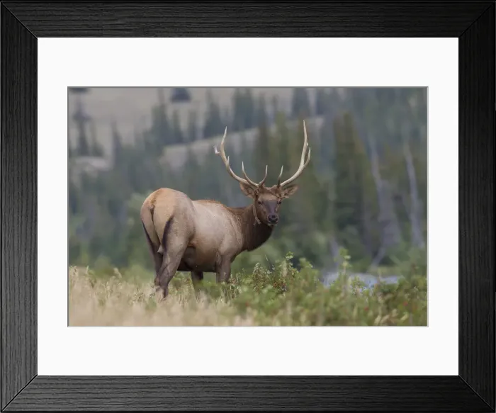 Framed Print : Picture No. 11993064