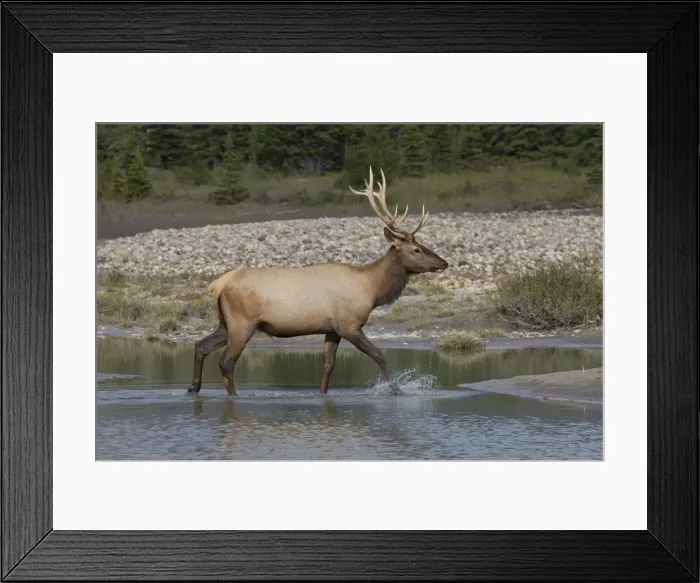 Framed Print : Picture No. 11993065 Framed Print : Picture No. 11993065
