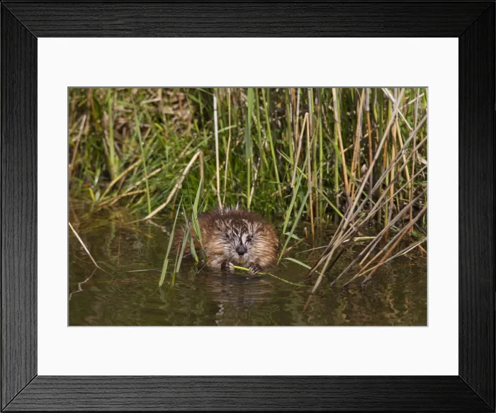 Framed Print : Picture No. 11993068 Framed Print : Picture No. 11993068