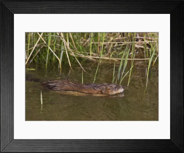 Framed Print : Picture No. 11993069 Framed Print : Picture No. 11993069