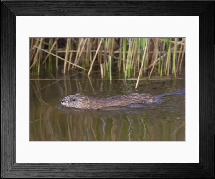 Framed Print : Picture No. 11993070 Framed Print : Picture No. 11993070
