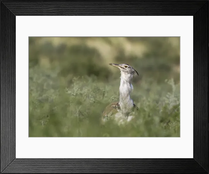 Framed Print : Picture No. 11991419 Framed Print : Picture No. 11991419