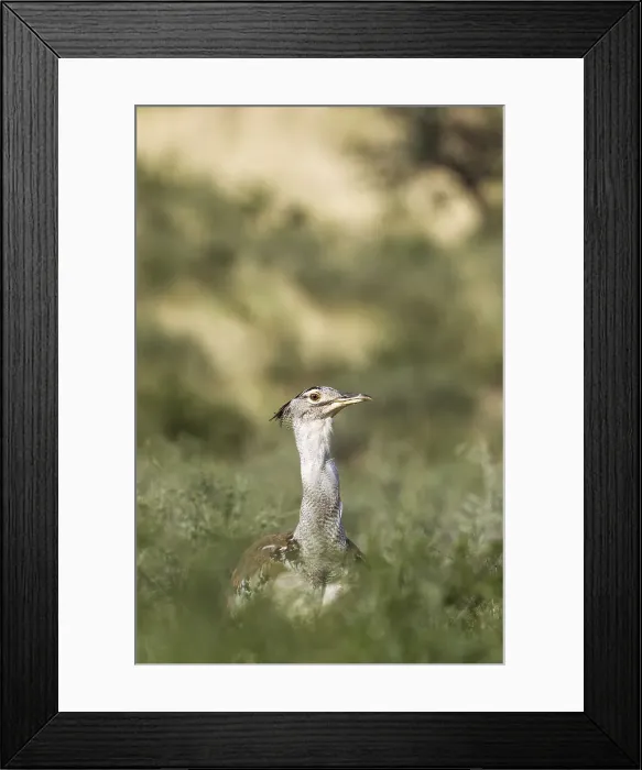 Framed Print : Picture No. 11991420 Framed Print : Picture No. 11991420