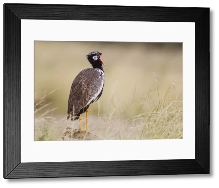 Framed Print : Picture No. 11991421 Framed Print : Picture No. 11991421