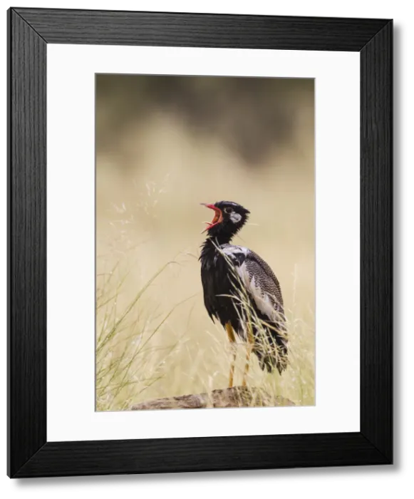 Framed Print : Picture No. 11991422 Framed Print : Picture No. 11991422