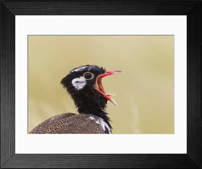 Framed Print : Picture No. 11991423 Framed Print : Picture No. 11991423