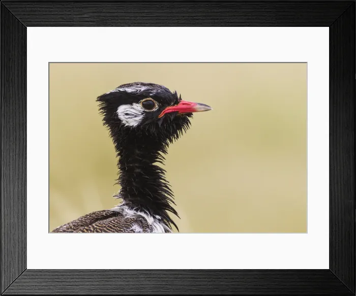 Framed Print : Picture No. 11991424 Framed Print : Picture No. 11991424