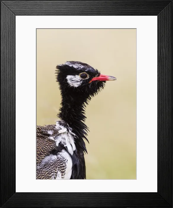 Framed Print : Picture No. 11991425 Framed Print : Picture No. 11991425