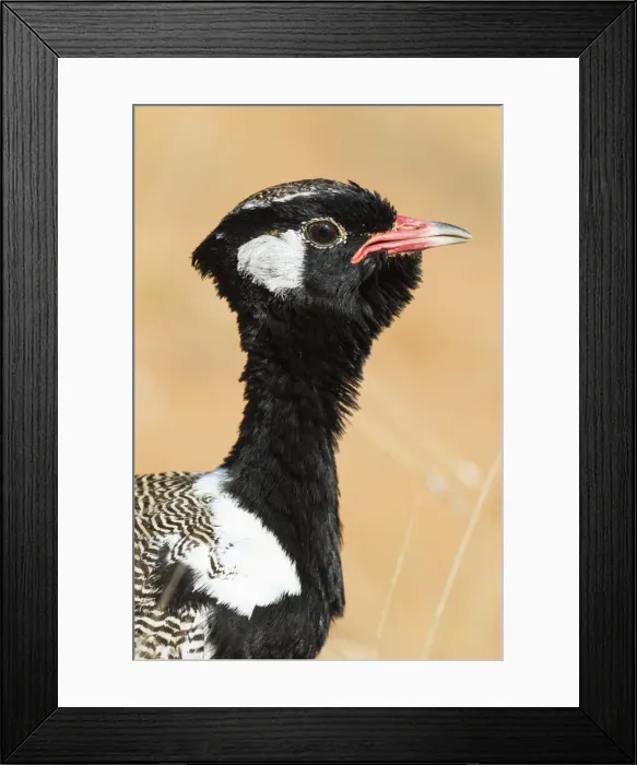 Framed Print : Picture No. 11991426 Framed Print : Picture No. 11991426