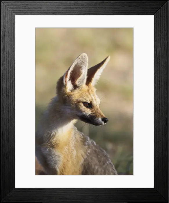 Framed Print : Picture No. 11991427 Framed Print : Picture No. 11991427