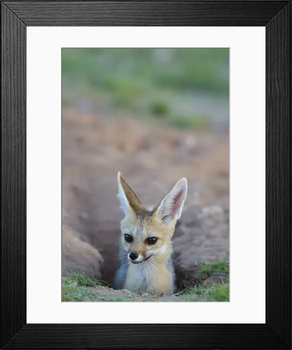 Framed Print : Picture No. 11991428 Framed Print : Picture No. 11991428