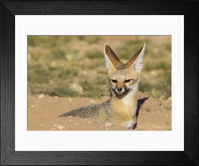 Framed Print : Picture No. 11991429 Framed Print : Picture No. 11991429