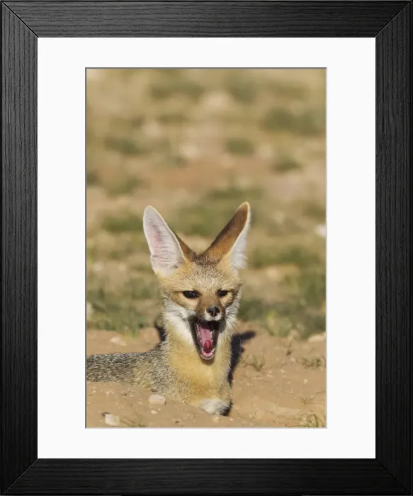 Framed Print : Picture No. 11991430 Framed Print : Picture No. 11991430