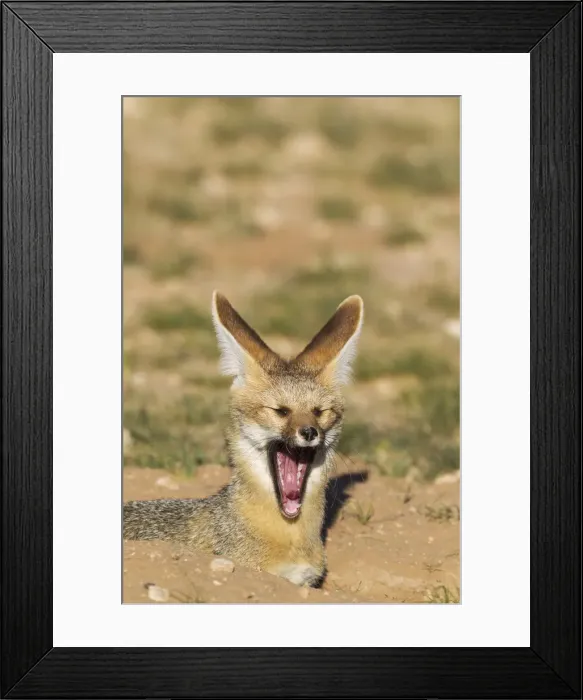 Framed Print : Picture No. 11991431 Framed Print : Picture No. 11991431