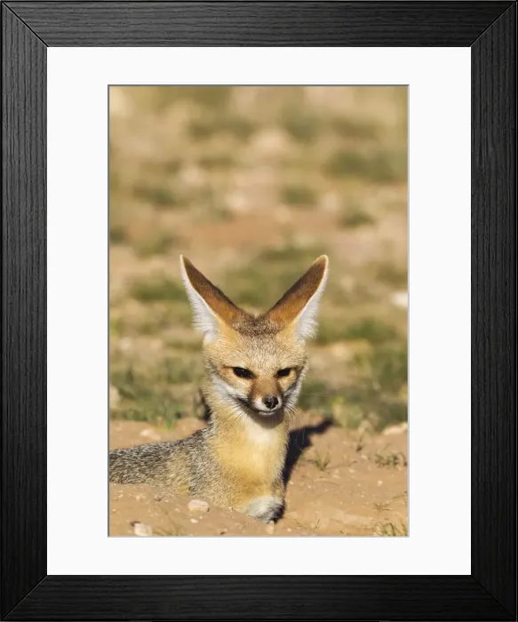 Framed Print : Picture No. 11991432 Framed Print : Picture No. 11991432