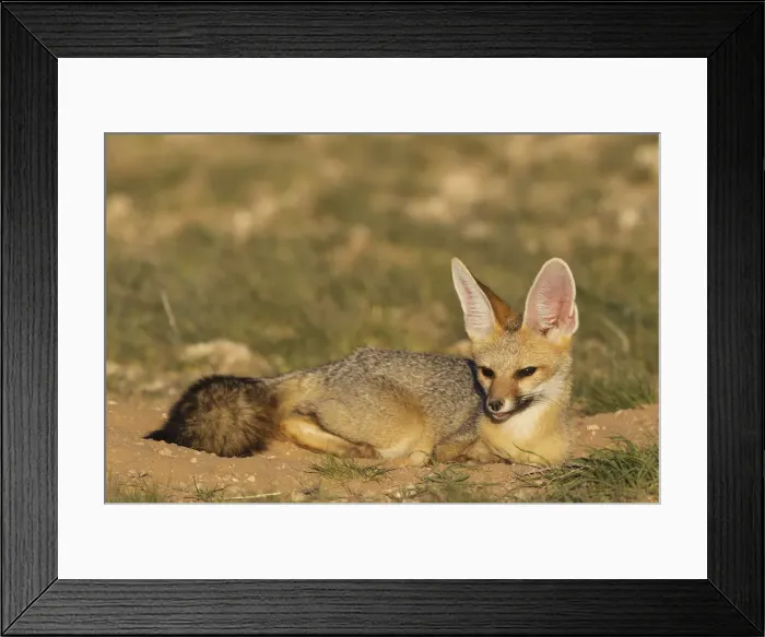 Framed Print : Picture No. 11991433 Framed Print : Picture No. 11991433