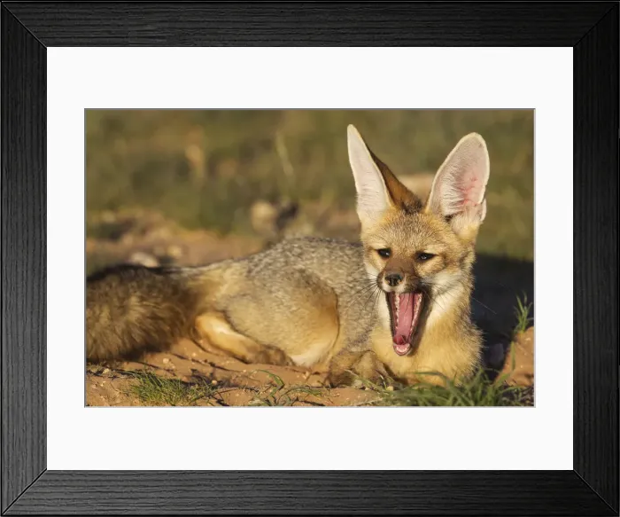 Framed Print : Picture No. 11991434 Framed Print : Picture No. 11991434
