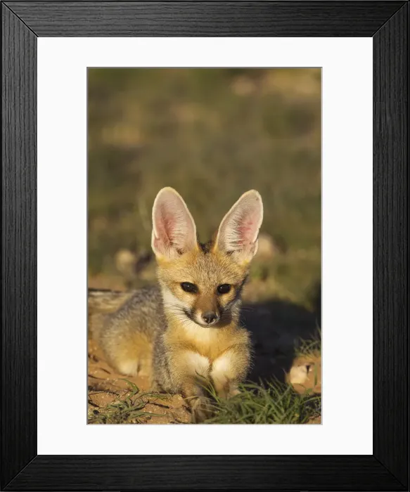 Framed Print : Picture No. 11991435 Framed Print : Picture No. 11991435