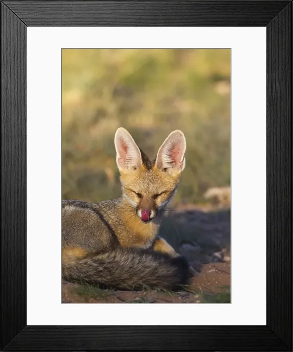 Framed Print : Picture No. 11991436 Framed Print : Picture No. 11991436