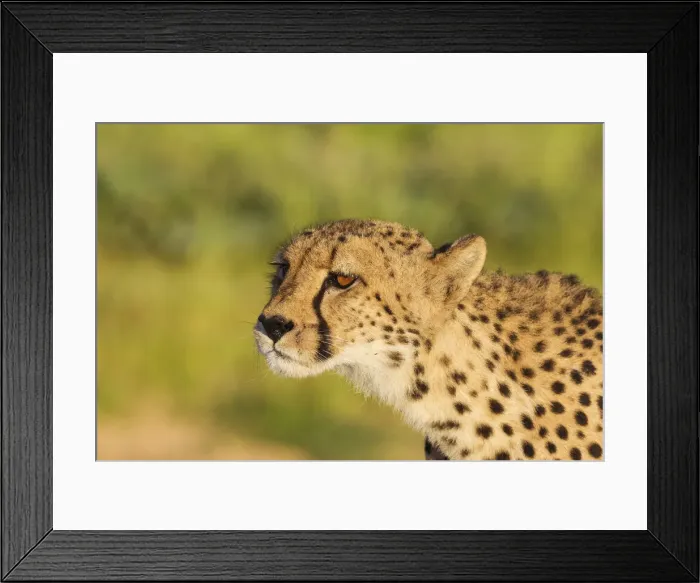 Framed Print : Picture No. 11991437 Framed Print : Picture No. 11991437
