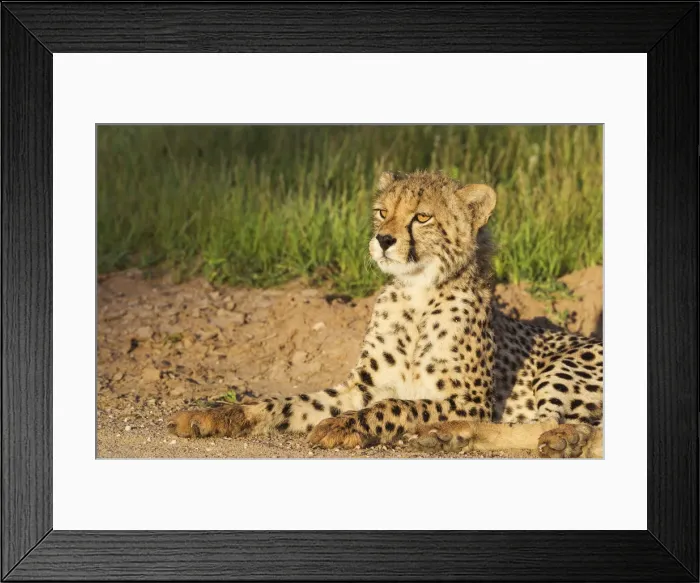 Framed Print : Picture No. 11991438 Framed Print : Picture No. 11991438
