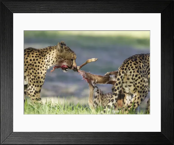 Framed Print : Picture No. 11991439 Framed Print : Picture No. 11991439