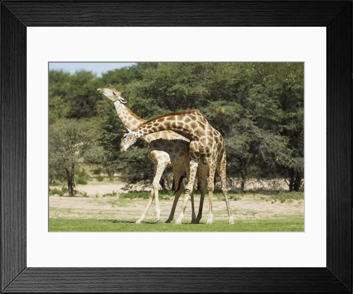 Framed Print : Picture No. 11991440 Framed Print : Picture No. 11991440