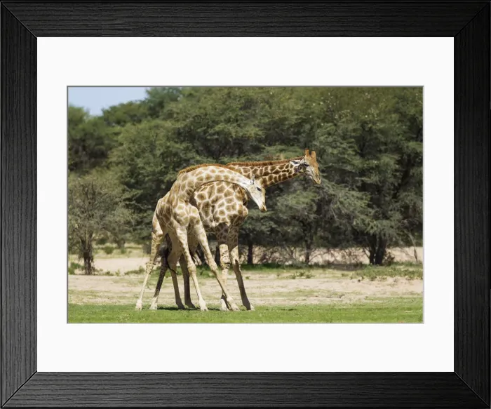 Framed Print : Picture No. 11991441 Framed Print : Picture No. 11991441