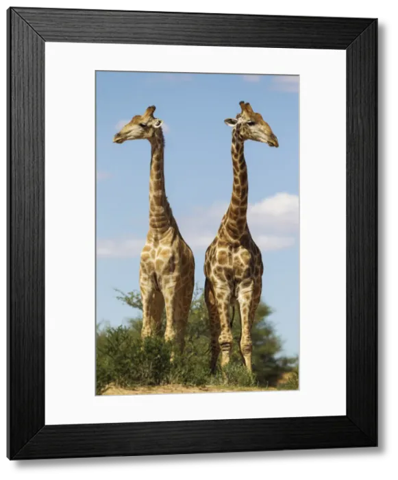 Framed Print : Picture No. 11991444 Framed Print : Picture No. 11991444
