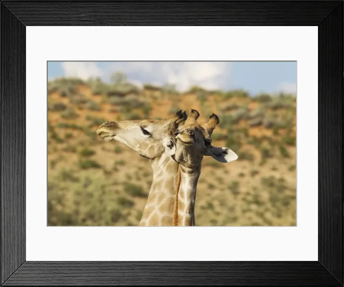 Framed Print : Picture No. 11991445 Framed Print : Picture No. 11991445