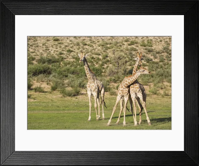 Framed Print : Picture No. 11991446 Framed Print : Picture No. 11991446