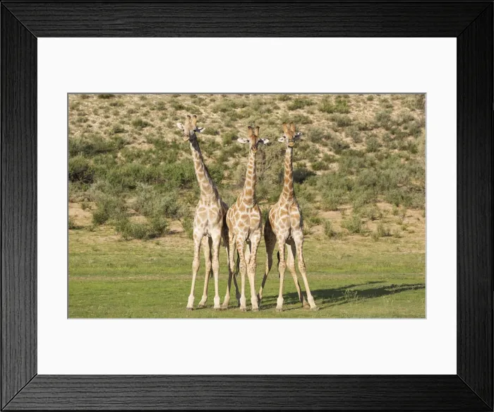 Framed Print : Picture No. 11991447 Framed Print : Picture No. 11991447