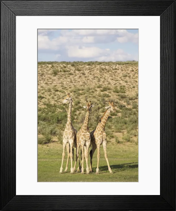 Framed Print : Picture No. 11991448 Framed Print : Picture No. 11991448