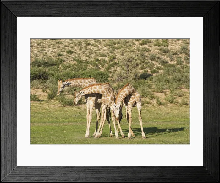 Framed Print : Picture No. 11991449 Framed Print : Picture No. 11991449