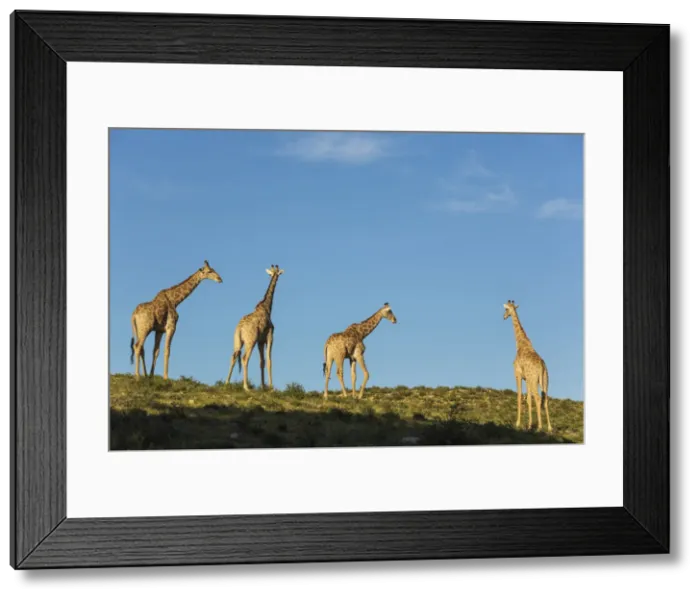 Framed Print : Picture No. 11991450 Framed Print : Picture No. 11991450