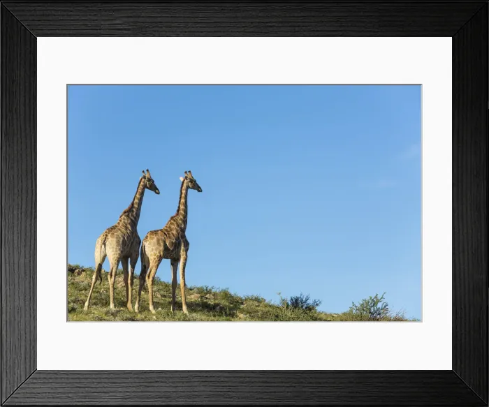 Framed Print : Picture No. 11991451 Framed Print : Picture No. 11991451
