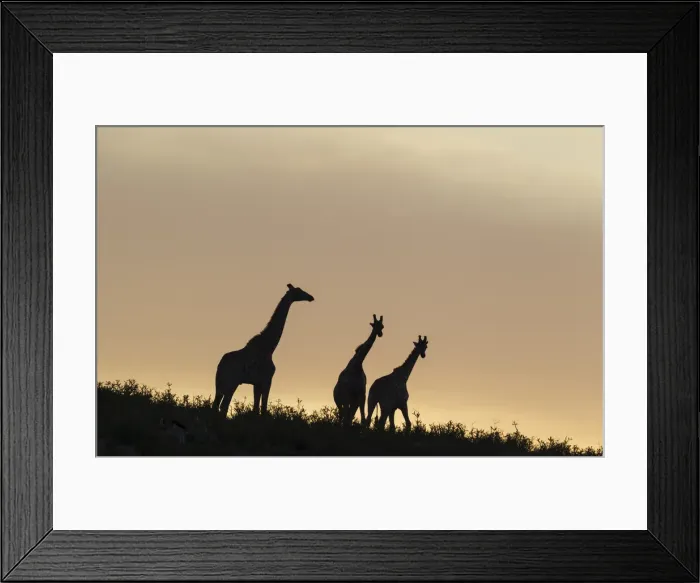 Framed Print : Picture No. 11991453 Framed Print : Picture No. 11991453