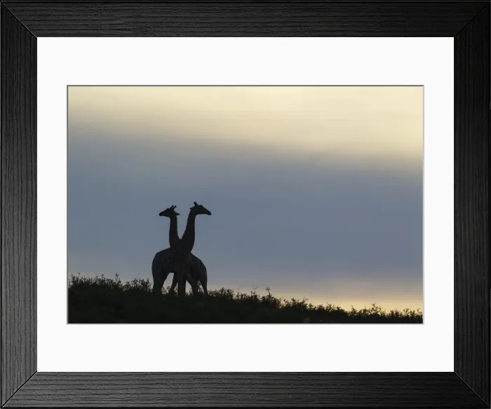 Framed Print : Picture No. 11991454 Framed Print : Picture No. 11991454