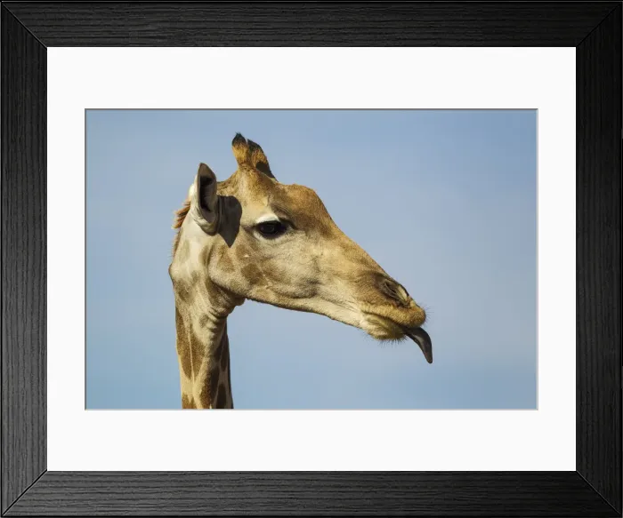Framed Print : Picture No. 11991455 Framed Print : Picture No. 11991455