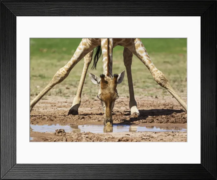 Framed Print : Picture No. 11991456 Framed Print : Picture No. 11991456