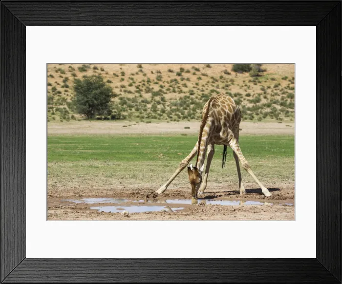 Framed Print : Picture No. 11991457 Framed Print : Picture No. 11991457
