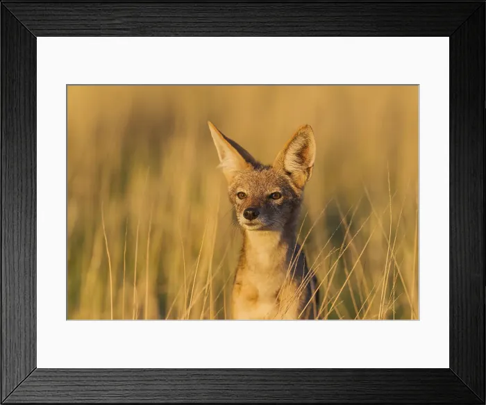Framed Print : Picture No. 11991459 Framed Print : Picture No. 11991459